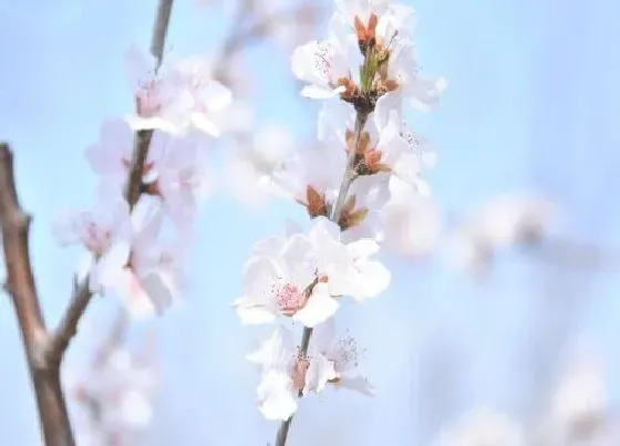 习性特点|杏花的样子和特点描写