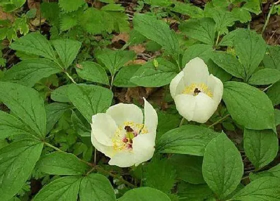 种植管理|白芍几月份种植合适