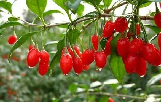 果实科普|枸杞几月开花结果 什么时候开花结果
