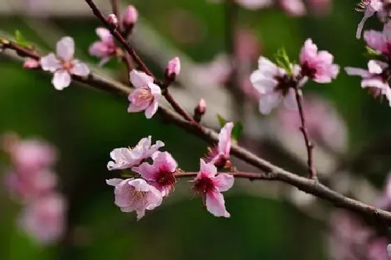 叶子|桃花的叶子像什么形状 样子和特点