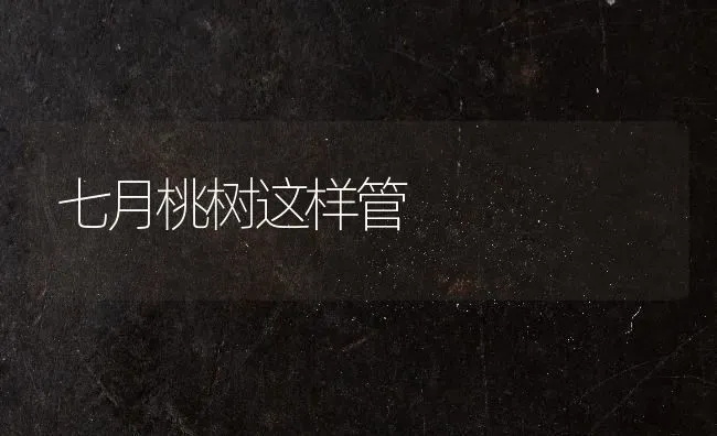 七月桃树这样管 | 瓜果种植