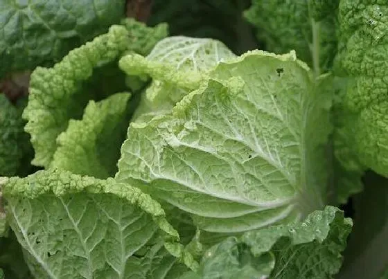 植物播种|白菜什么时候播种合适