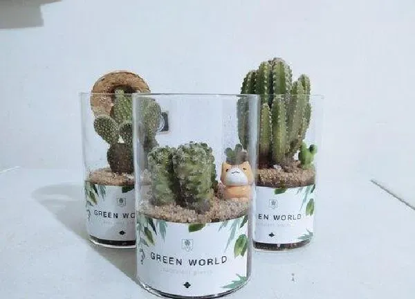 植物移栽|多肉夏天可以换盆吗 夏天给多肉换盆会不会死