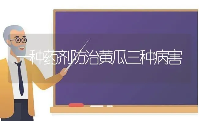 一种药剂防治黄瓜三种病害 | 蔬菜种植