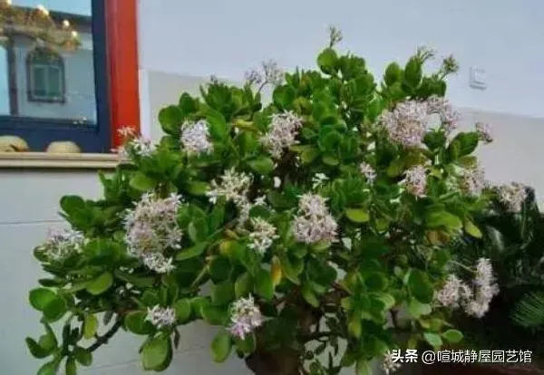 养殖方法|玉树种几年才能开花（玉树盆栽开花条件与养护方法）