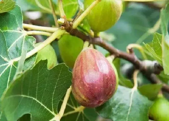 植物排行|无花果品种排名（叫什么名） 哪种无花果最好吃