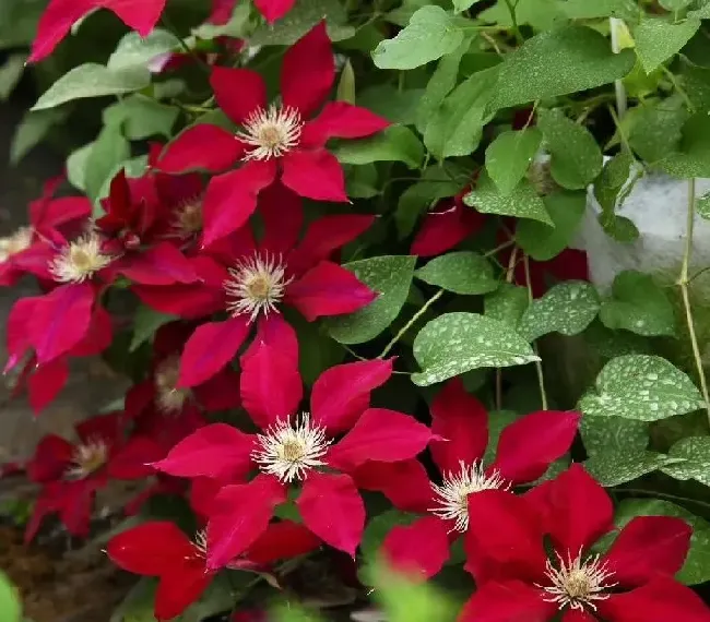 植物百科|铁线莲瑞贝卡优缺点（二类铁瑞贝卡花期长、修剪耐热特点）