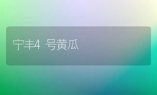 宁丰4号黄瓜 | 蔬菜种植