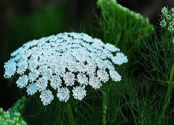 颜色花|蛇床花是什么颜色的