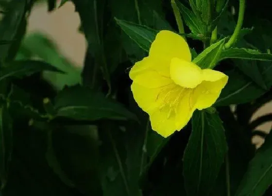植物繁殖|夜来香怎么繁殖方法和注意事项