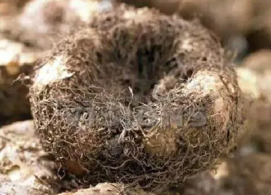 种球|球根海棠种球保存方法与种植时间