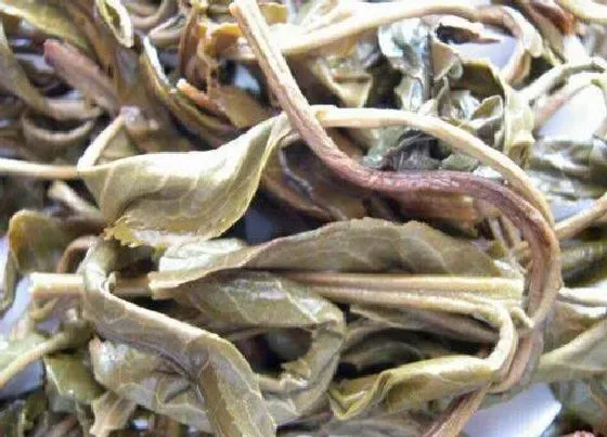 植物施肥|普洱茶渣可以做肥料吗