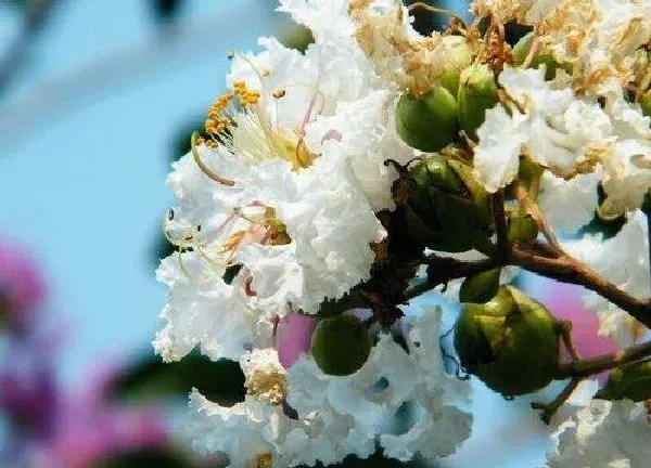 植物移栽|紫薇树秋天能移栽吗 什么时候移栽好