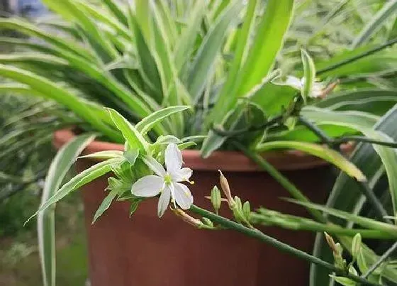 植物寓意|吊兰的风水寓意和摆放位置