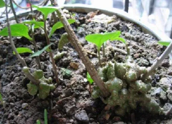 植物扦插|田七插枝能活吗