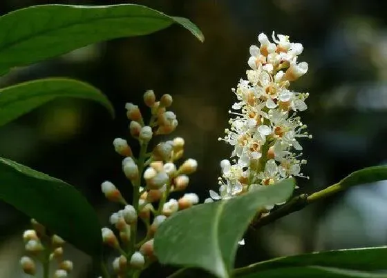 花语|桂花的花语和寓意 桂花树开花代表什么意思（图片）