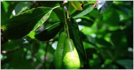 牛油果种植肥水管理怎么做？怎么施肥会长的好 | 植物病害