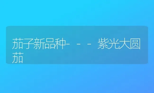 茄子新品种---紫光大圆茄 | 蔬菜种植