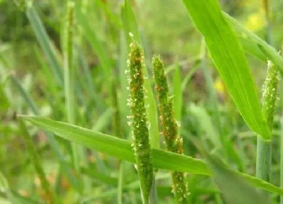 种植管理|麦子几月份种合适