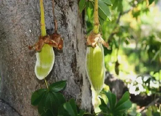 种植管理|猴面包树几年结果实