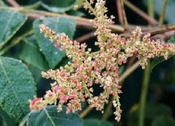 开花时间|五倍子什么时候开花  花期时间是几月