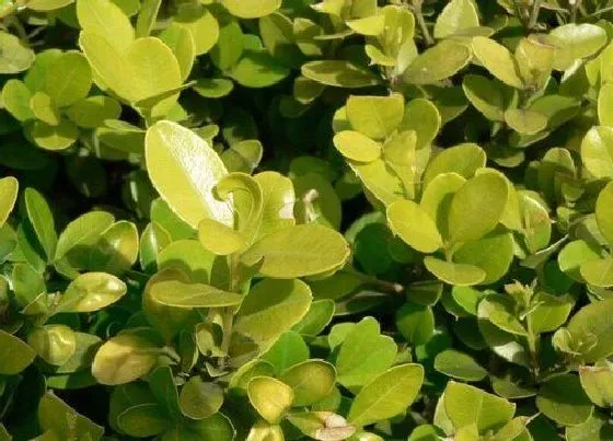 植物种类|黄杨是草本植物吗