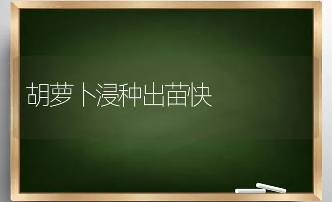 胡萝卜浸种出苗快 | 蔬菜种植