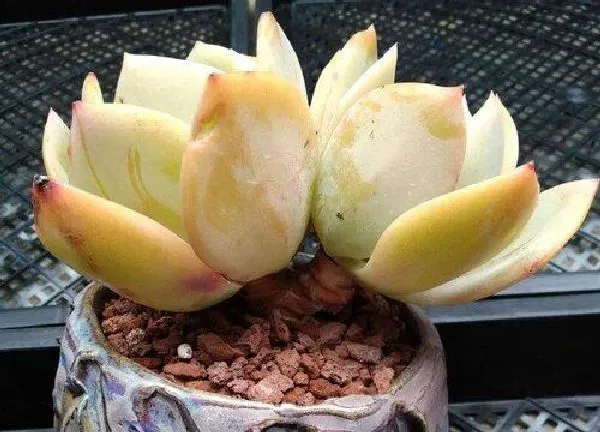 养殖方法|白凤多肉怎么养护长得快