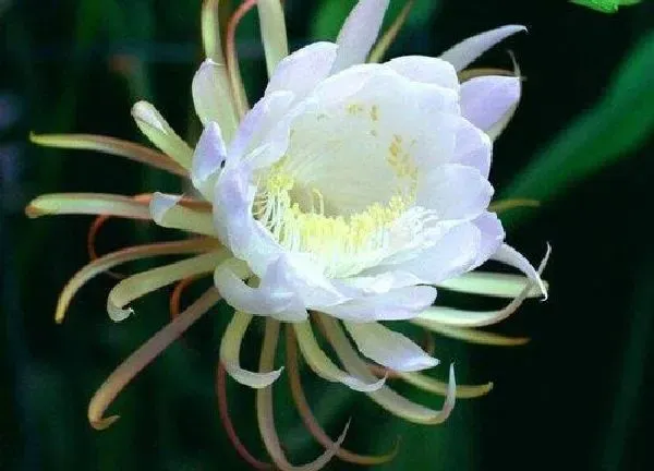 养殖科普|昙花喜阴还是喜阳光的植物
