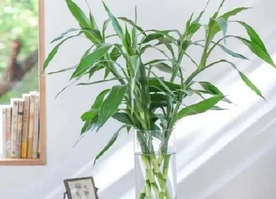 植物排行|十大名贵竹子品种有哪些（中国最珍贵的稀有竹子品种）