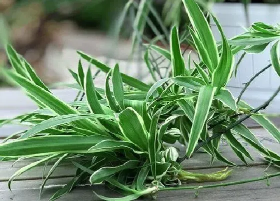 植物寓意|吊兰的风水寓意和摆放位置