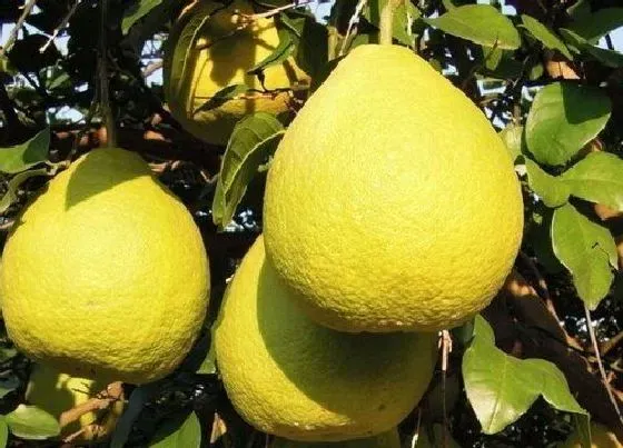 种植管理|沙田抽几年结果实