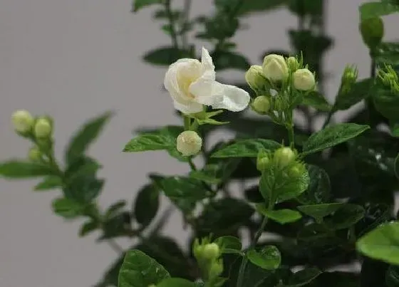 种植管理|茉莉花怎么栽种 刚买回来的茉莉花栽培方法