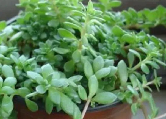 植物种类|观赏草品种大全
