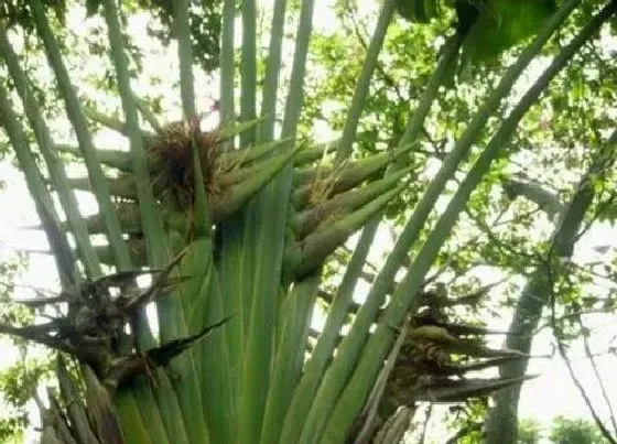 植物寓意|旅人蕉的寓意与风水 摆放家里风水好吗