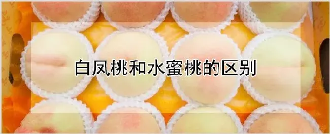 白凤桃和水蜜桃的区别 | 养殖技术