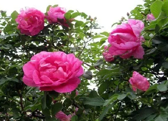 花期|四季玫瑰一年开几次花