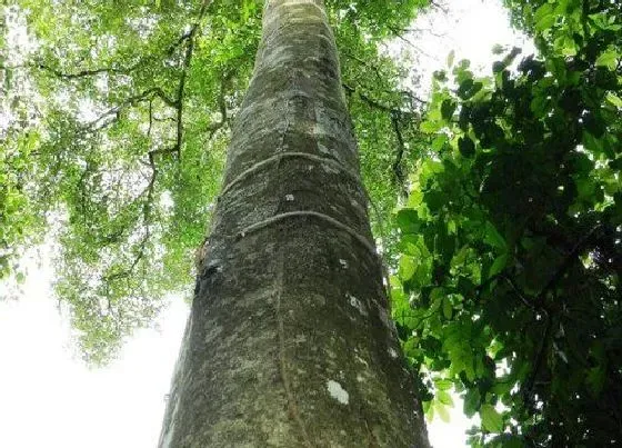 种植管理|沉香树苗北方可以种植吗 适宜哪里种植