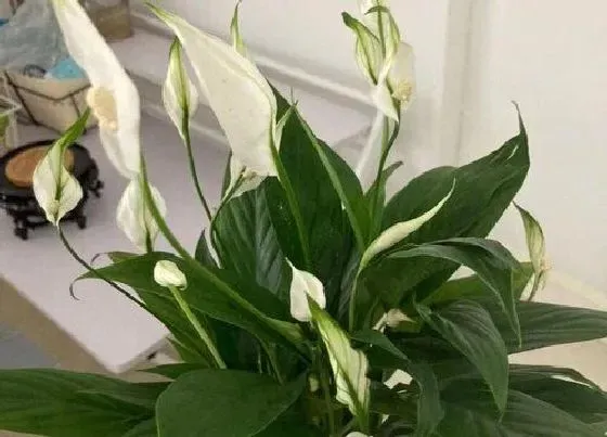 不开花|一帆风顺不开花是什么原因