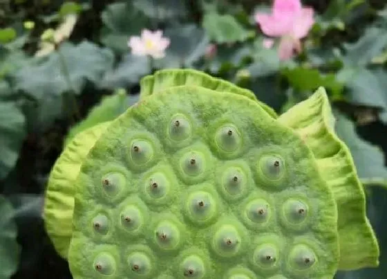 植物产地|莲子哪里产的最好