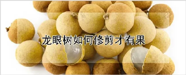 龙眼树如何修剪才有果 | 农业科普