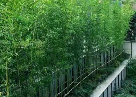 种植管理|竹子几月份种植最好 什么时间栽种较适宜