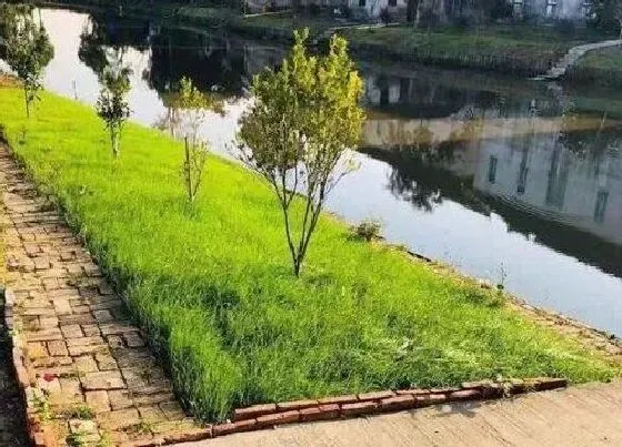 植物播种|黑麦草什么时候播种最合适