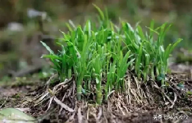 种植管理|韭菜收割完施什么肥料，韭菜什么时候收割什么时候养根）