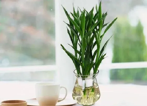 植物排行|水栽植物有哪些
