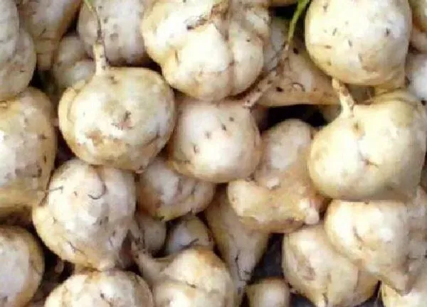 植物移栽|凉薯苗可以移栽吗