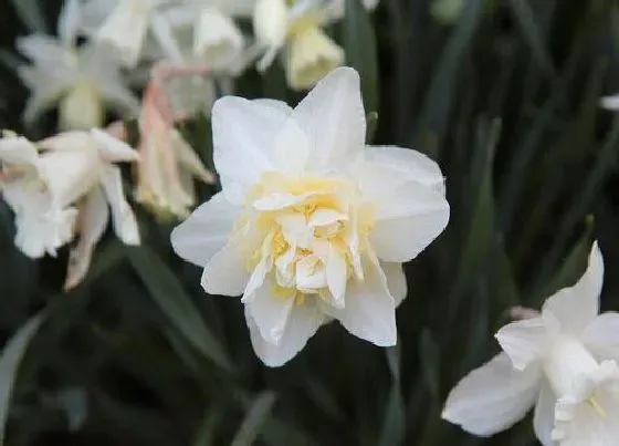 花朵|水仙花有几个花瓣 水仙花花朵花瓣像什么