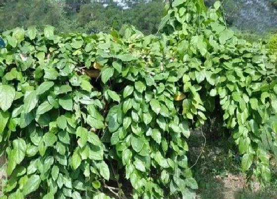 植物百科|天仙藤又叫什么名字