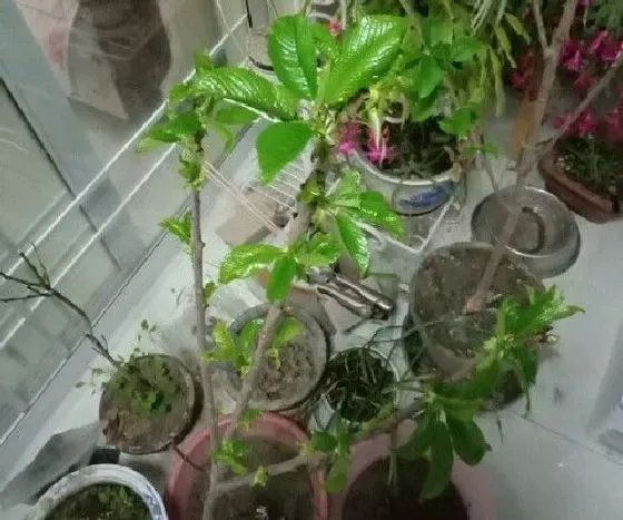 植物播种|樱桃种子怎么种植方法