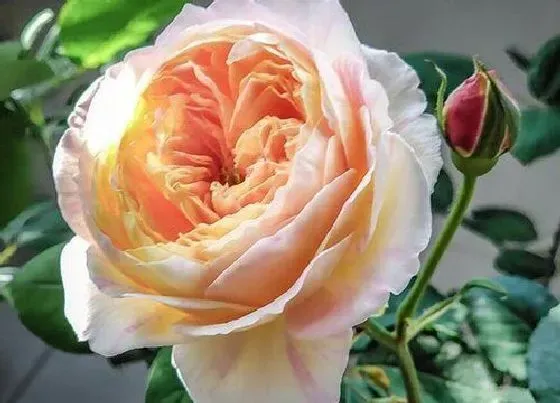 植物排行|月季花什么品种最好